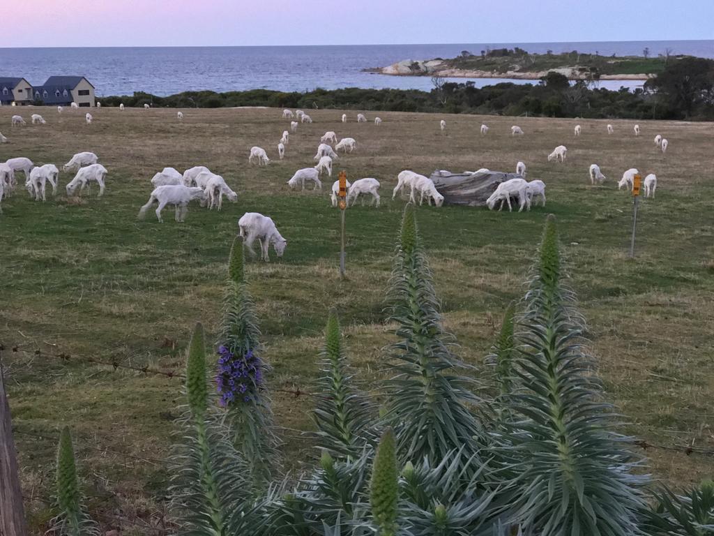 Beachend Bicheno Lägenhet Exteriör bild